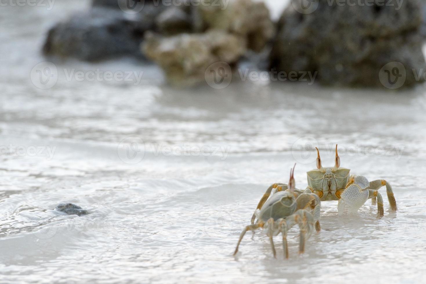 krabba på de sand på solnedgång foto