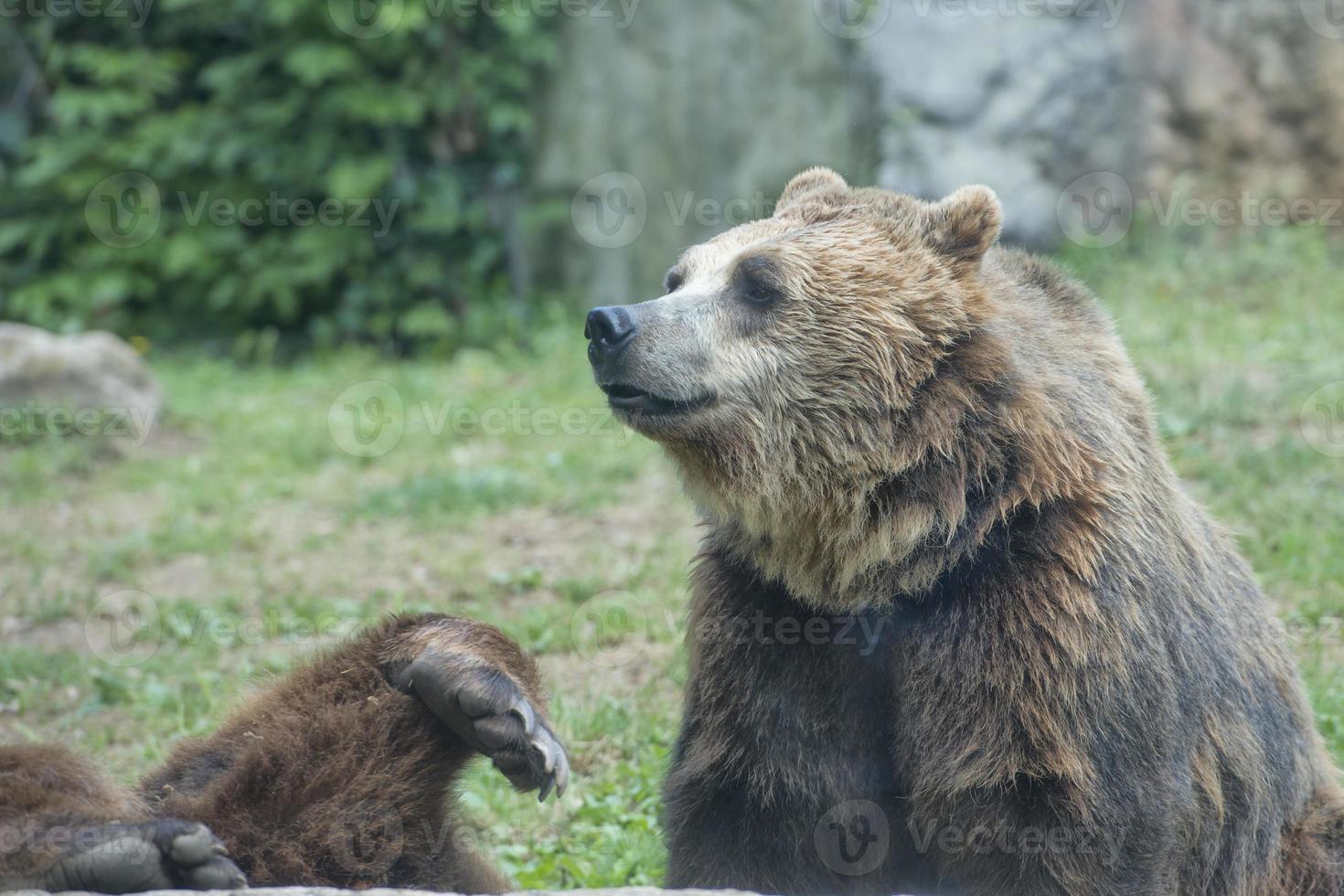 två svart grizzly björnar foto
