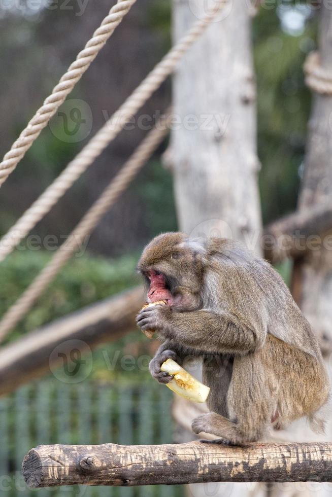 japansk makak apa porträtt foto