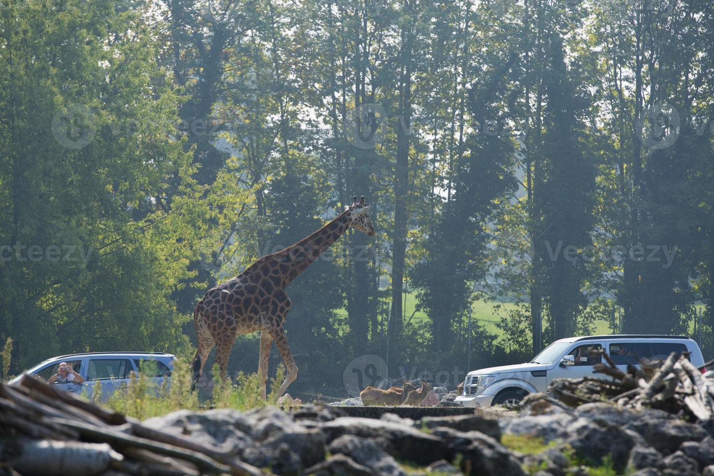 giraff stänga till bilar i en parkera foto
