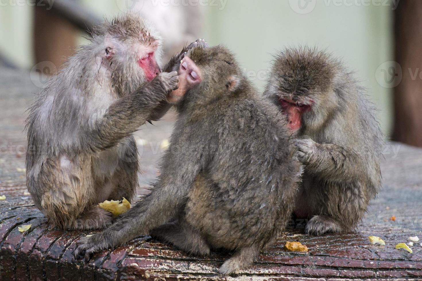 två apor medan grooming foto