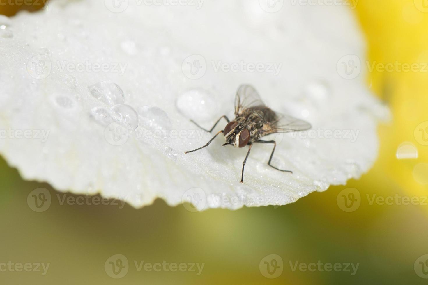 en flyga med röd ögon stänga upp makro foto