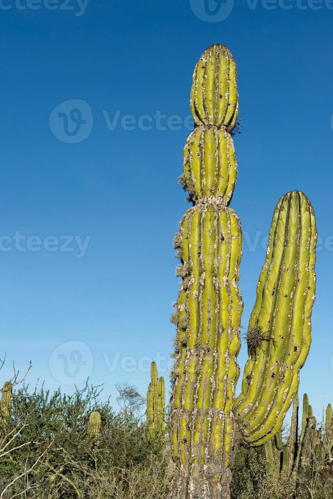 öken- kaktus i mexico foto