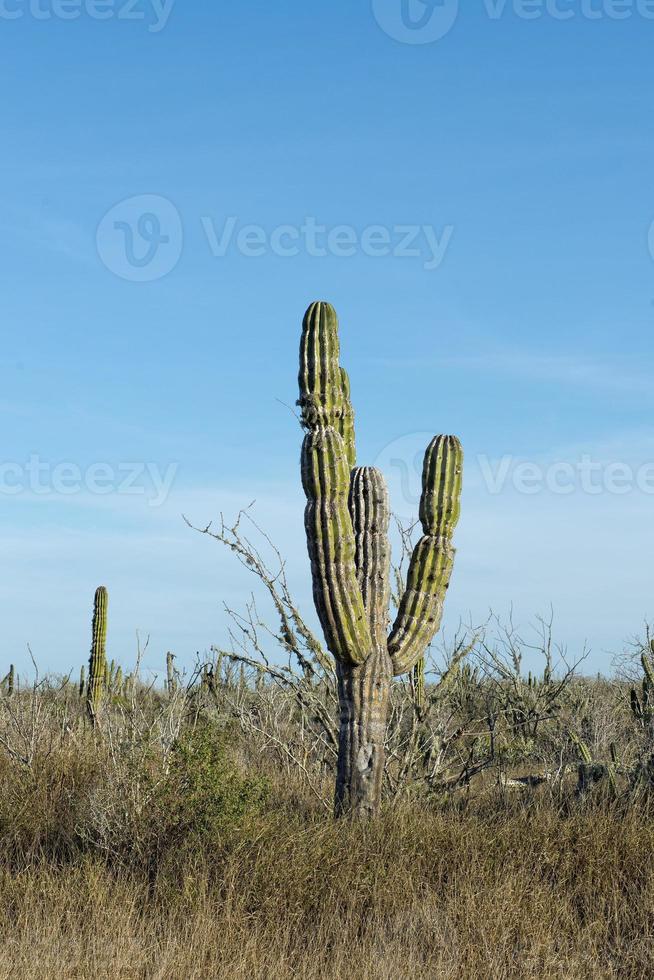 öken- kaktus i mexico foto