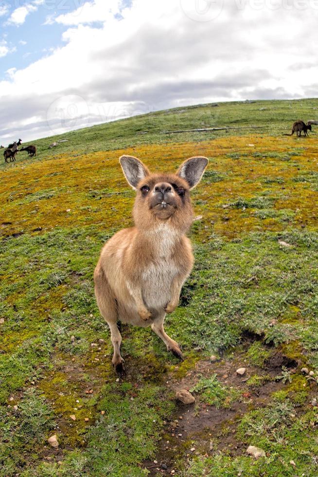 känguru ser på du på de gräs foto