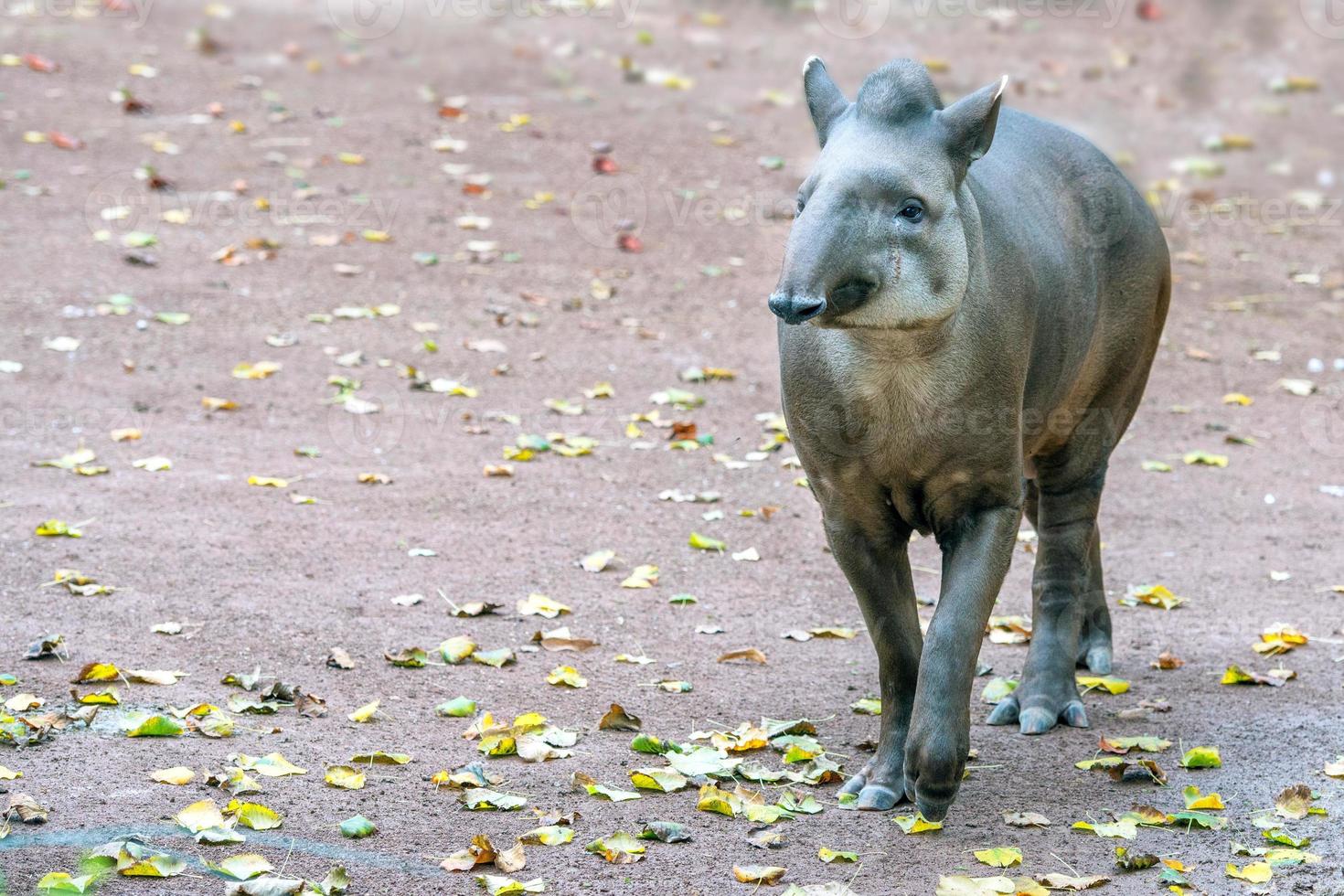 tapir porträtt medan ser på du foto