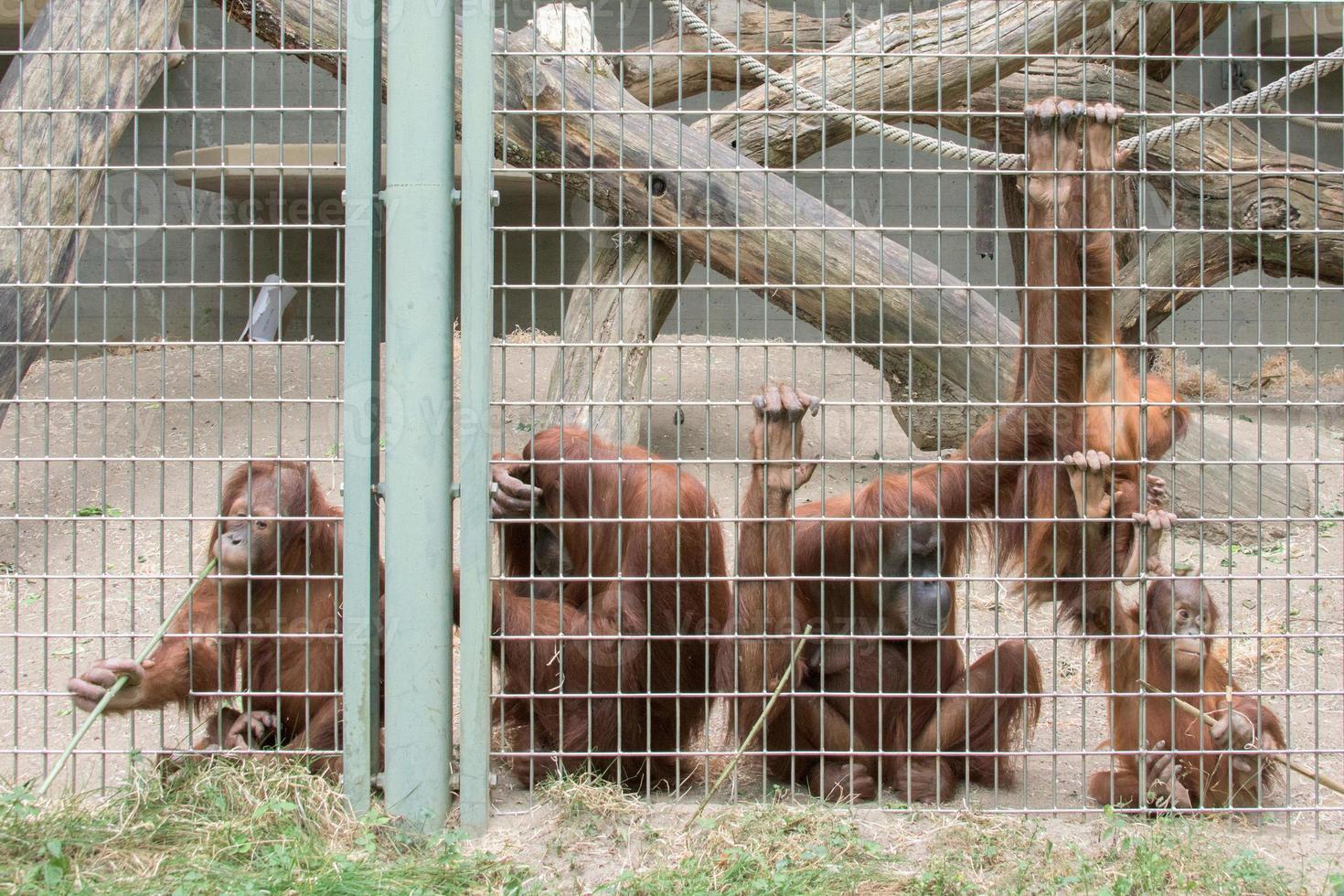 bur orangutang apa stänga upp porträtt foto