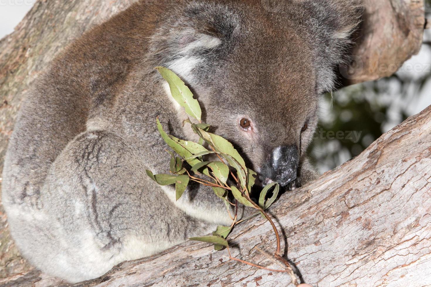 vild koala på en träd medan ser på du foto