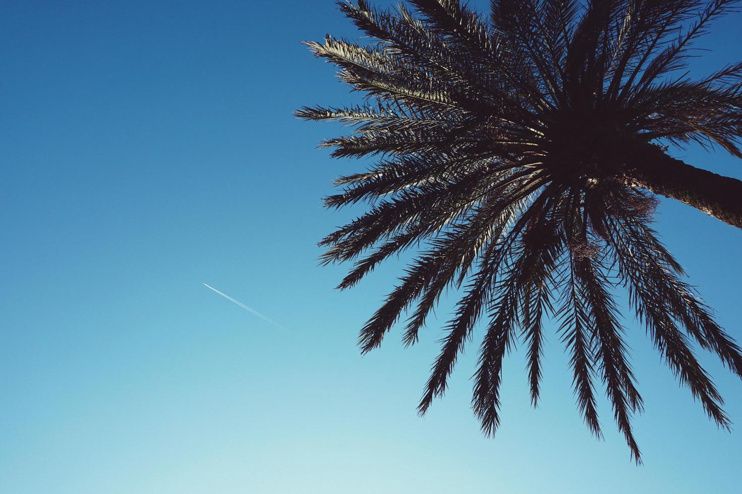 palmträd i och blå himmel på våren foto
