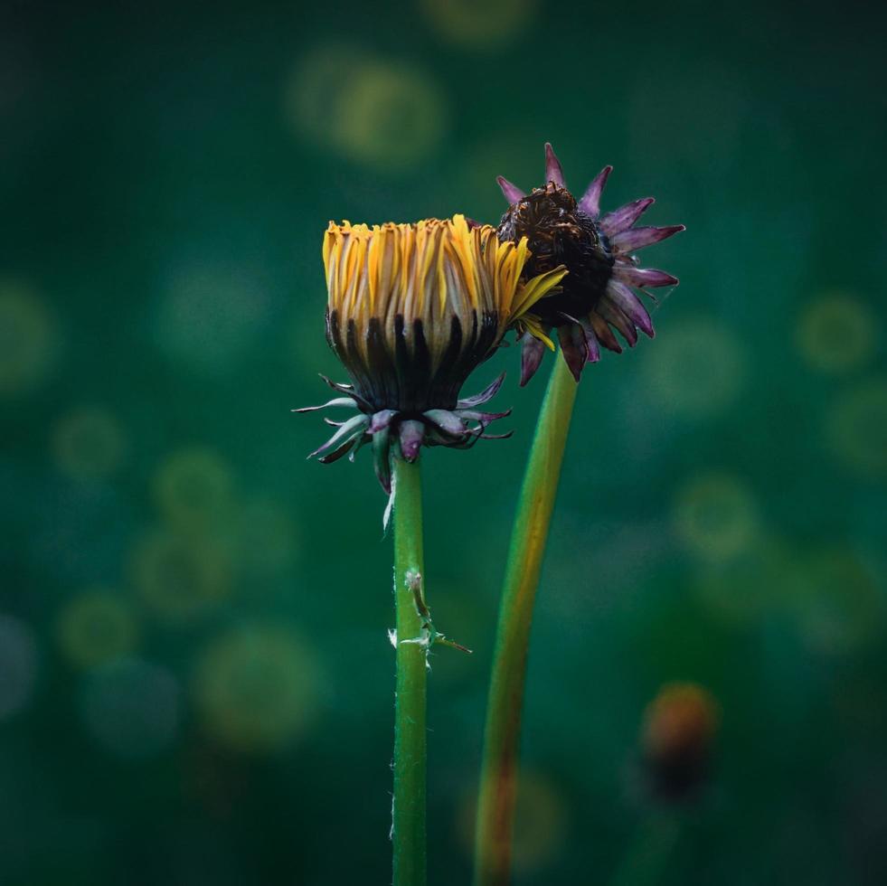 en vacker gul blomma under vårsäsongen foto