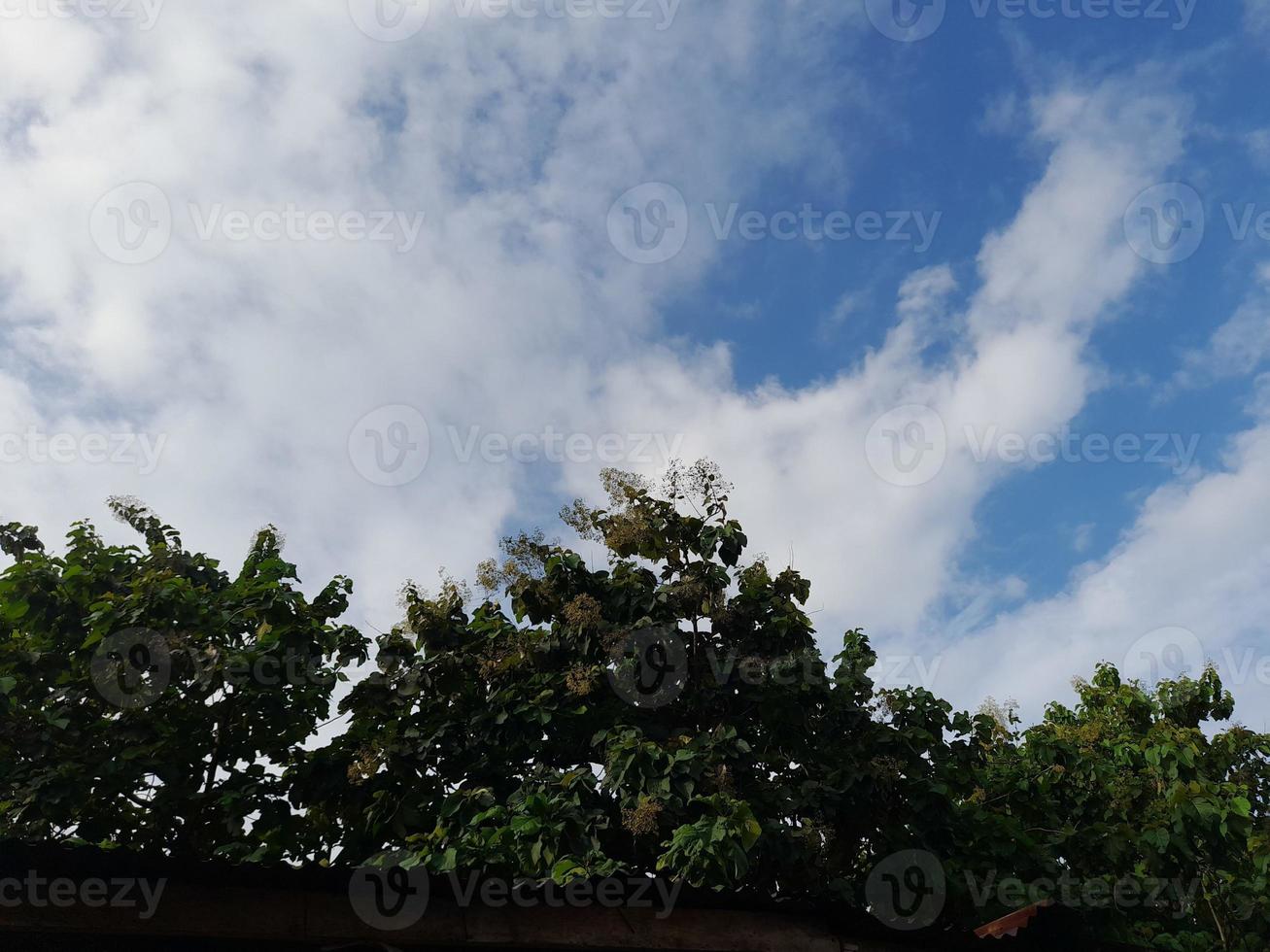 grön löv mot blå himmel bakgrund foto