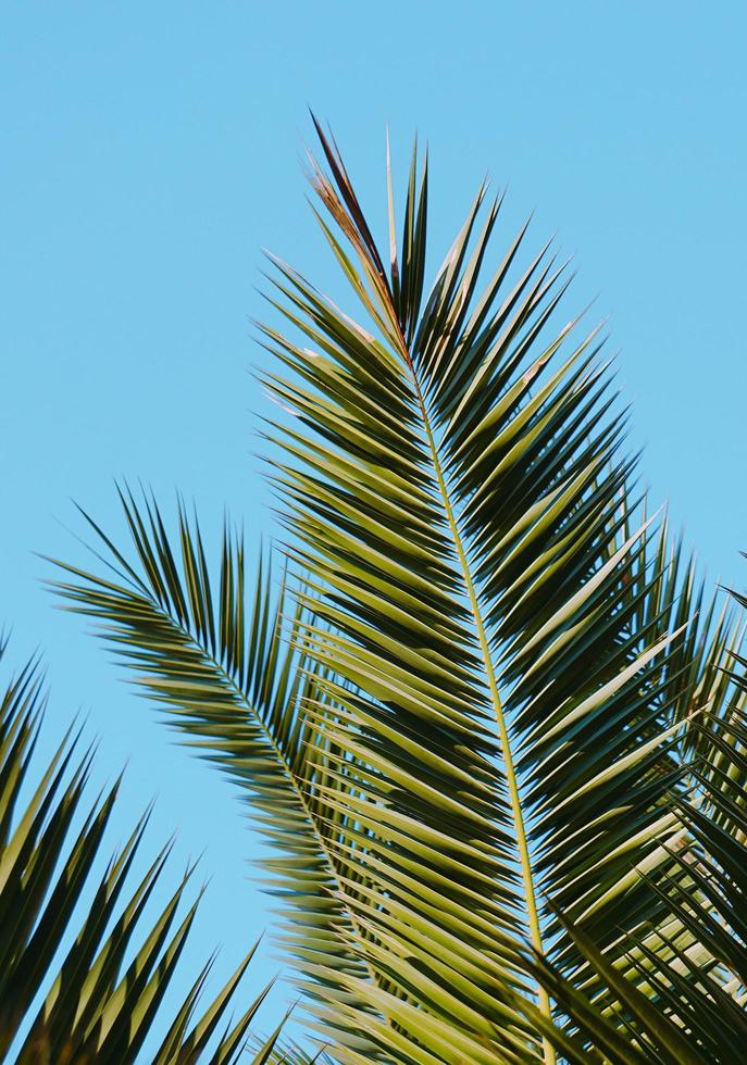 gröna palmblad och blå himmel foto