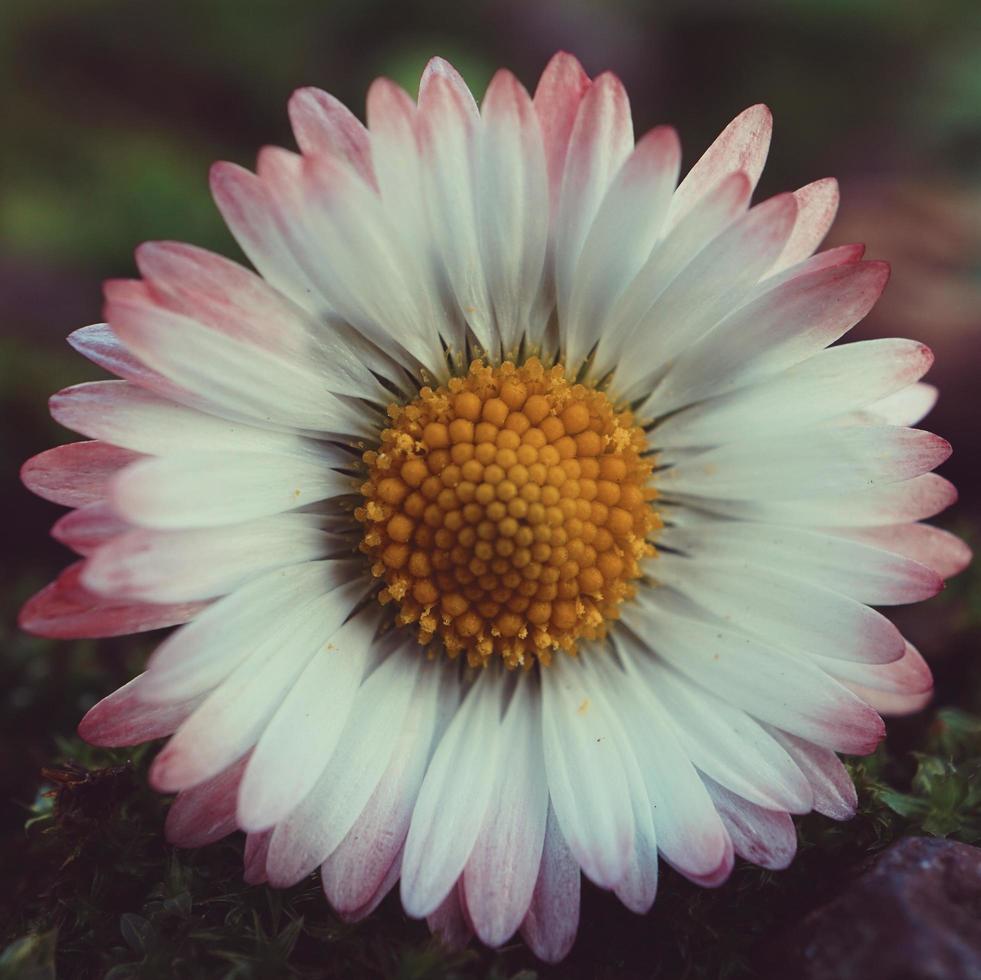 vacker vit tusensköna blomma under vårsäsongen foto