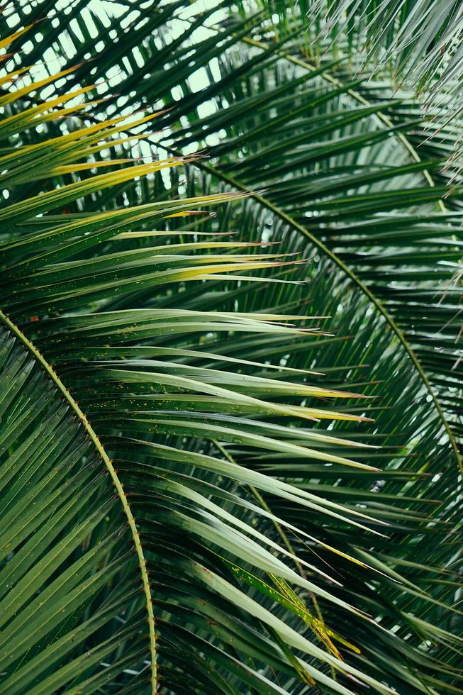 gröna palmblad foto