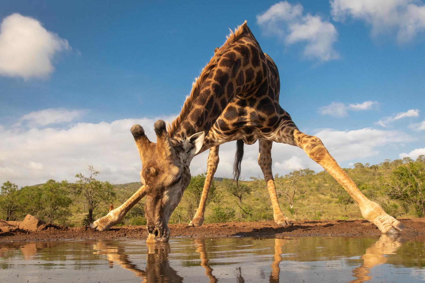 södra giraff dricker foto