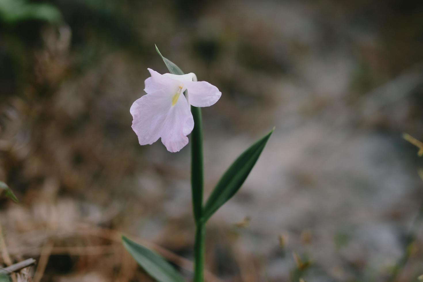 vilda blommor i naturen foto