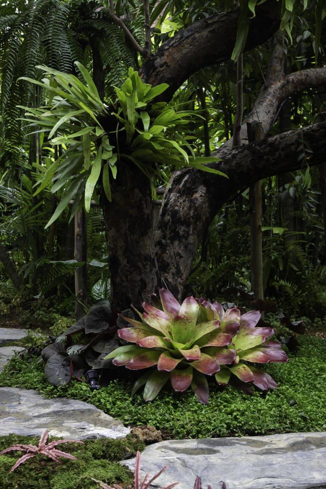 gröna växter i tropisk trädgård foto
