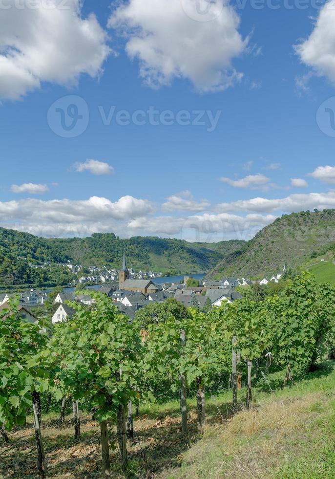 vin by av alken på mosel flod, mosel dalen, Tyskland foto