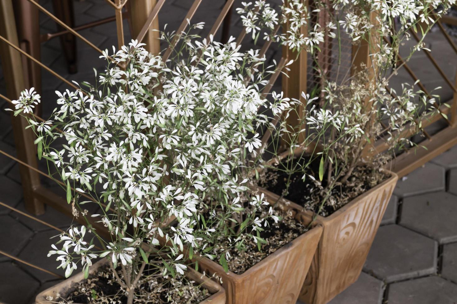 fönsterlådor med vita blommor foto