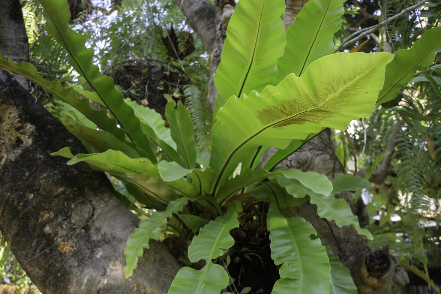 grön bananväxt i trädgården foto
