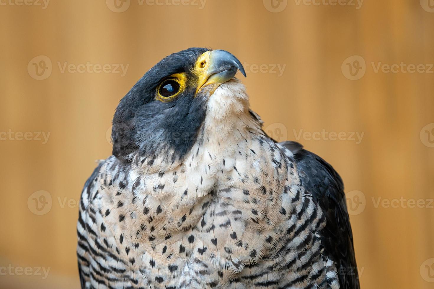 peregrine falk falco peregrinus fågel av byte porträtt. foto