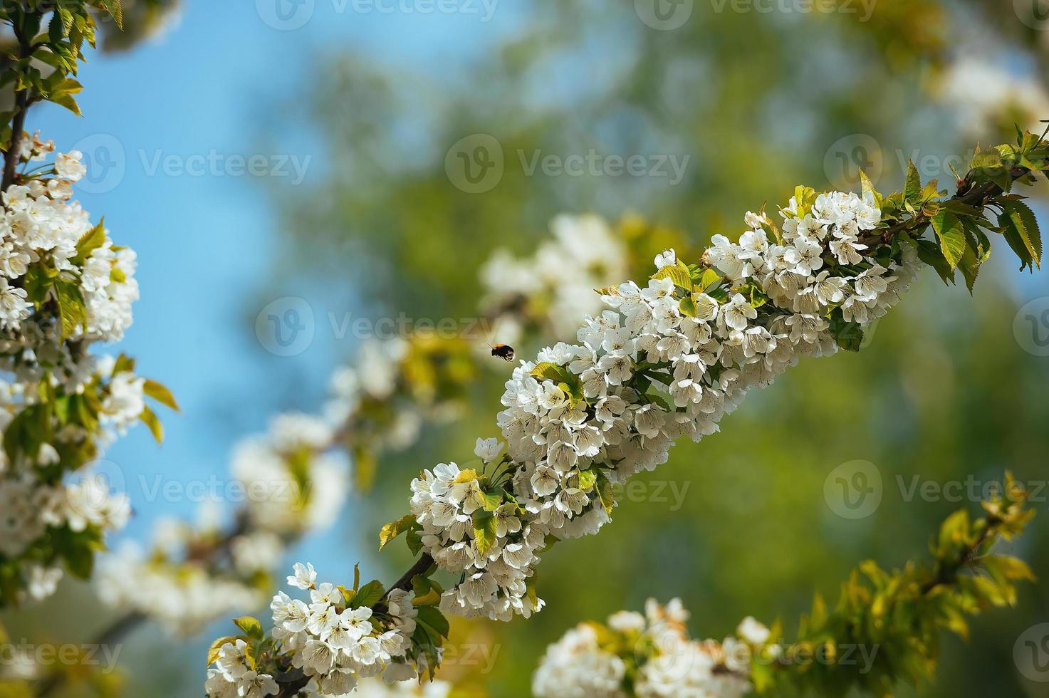 grenar av en blomstrande ljuv körsbär träd, körsbär träd med mjuk fokus på en blå himmel bakgrund och grönska av de träd. skön blommig bild av en panorama- se av vår natur. foto