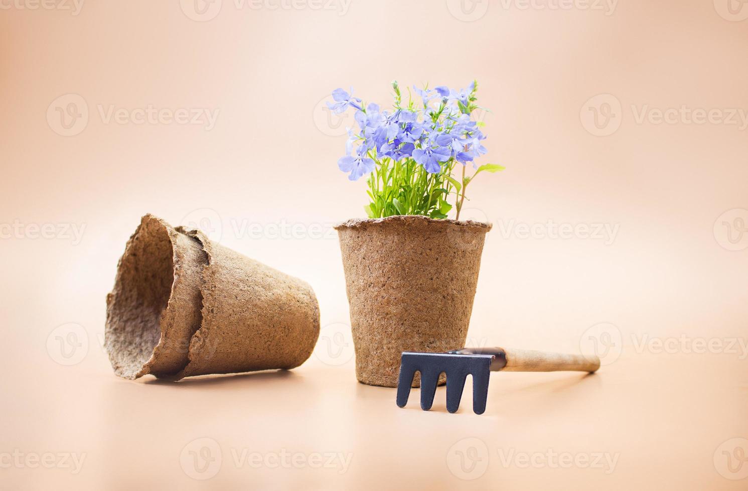 miljövänlig organisk torv kastruller med blomma lobelia med räfsa på brun bakgrund. begrepp av trädgårdsarbete, plantering. svartvit. kopia Plats foto