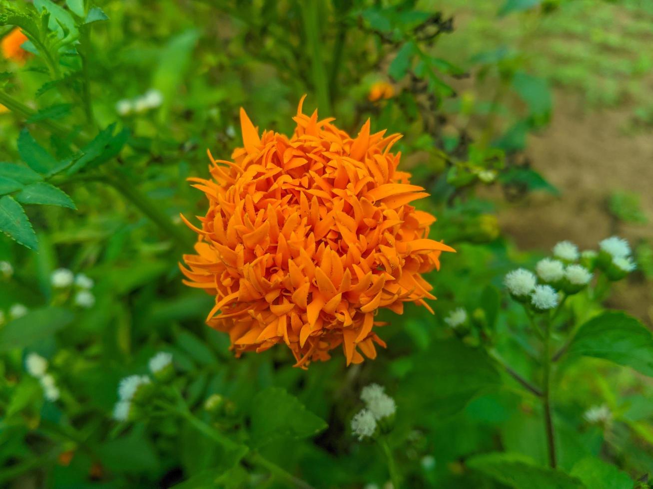 orange ringblomma blommor. detta blomma har de menande av skönhet, rikedom, berömmelse, och värme foto