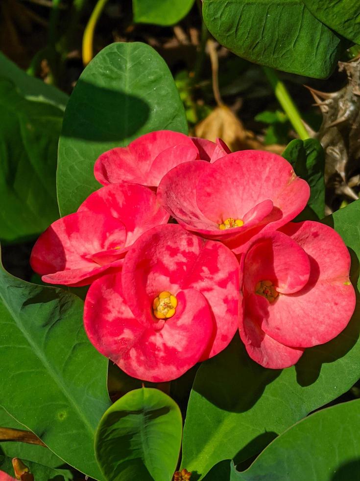 euphorbia eller krona av taggar är ett dekorativ växt ofta hittades som dekoration i de Hem sida. detta växt har blommor med skön färger, och de stjälkar är fylld med taggar foto