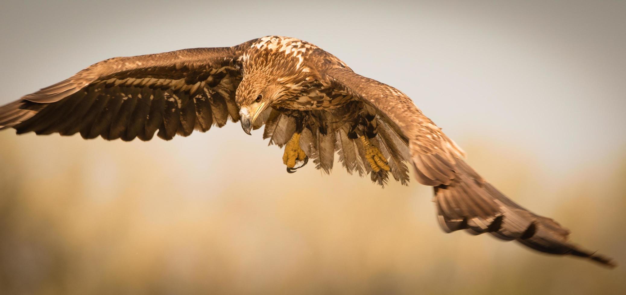 havsörn i flygning foto