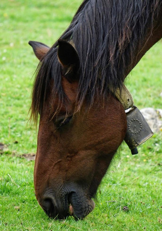 ett brunt hästporträtt på ängen foto