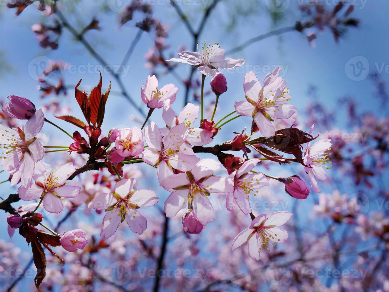 stänga upp knippa av vild himalayan körsbär blomma blommor, jätte tiger blommor, rosa sakura, prunus cerasoides, med blå himmel bakgrund, selektiv fokus foto