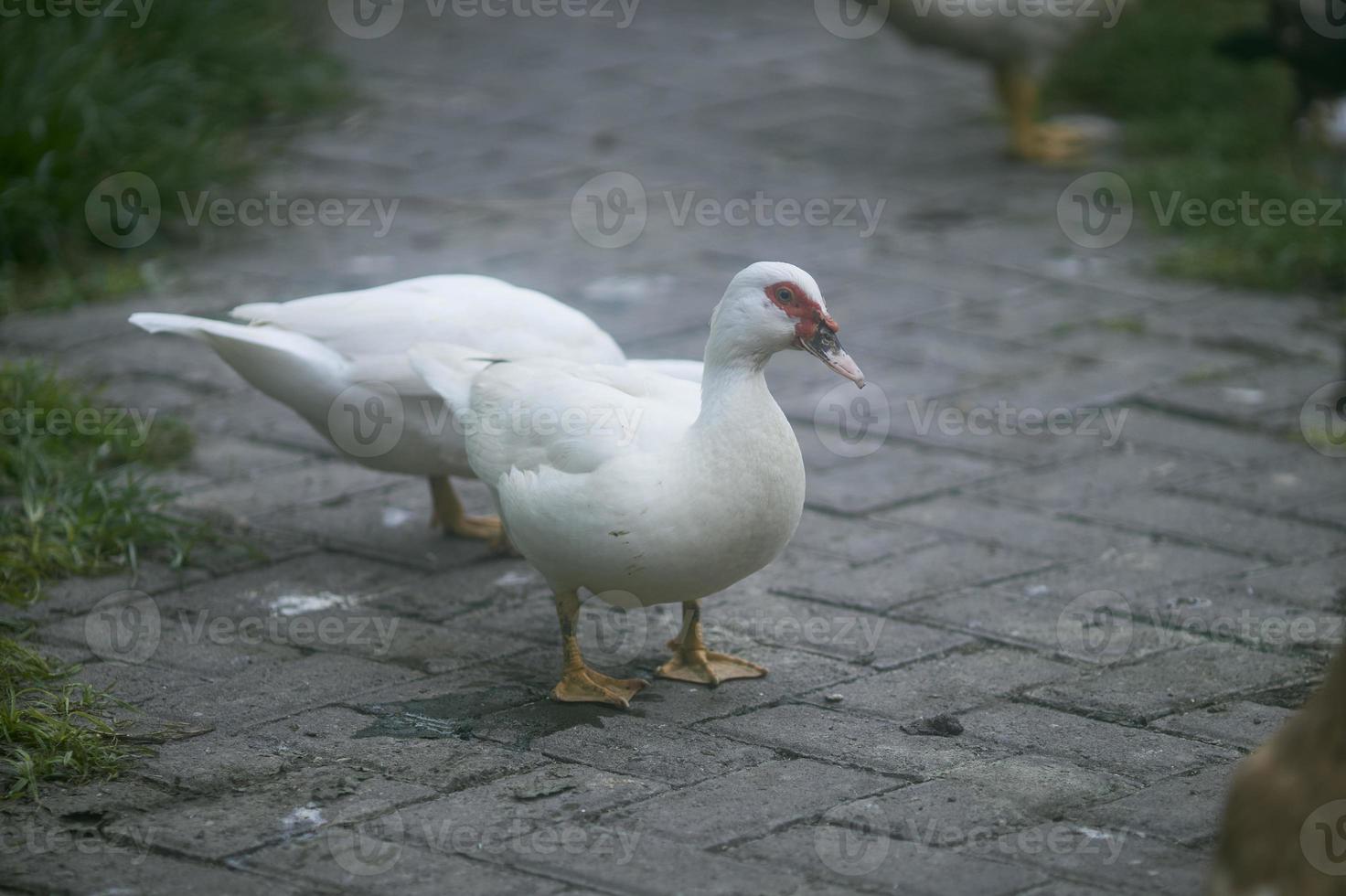 vit Anka promenader på stenläggning plattor. ren vit små Anka med röd fläck runt om ögon gående lugnt på asfalterad gata på värma solig vinter- dag. selektiv fokus. foto