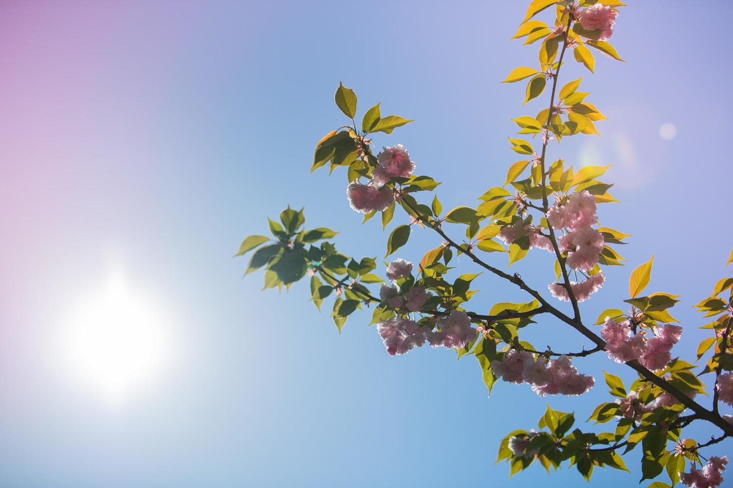 våren körsbärsblomsträd i saint louis foto