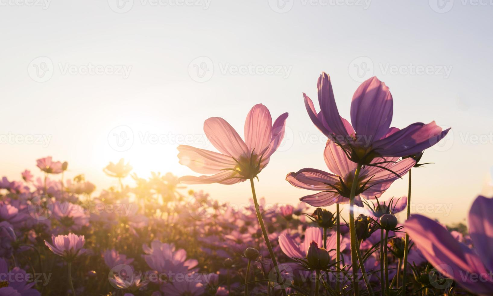 rosa kosmosblommor i trädgården blommar försiktigt under sommarsolnedgången foto