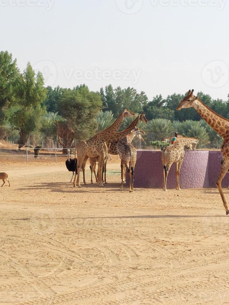 giraffer i nofa vilda djur och växter safari tillflykt foto