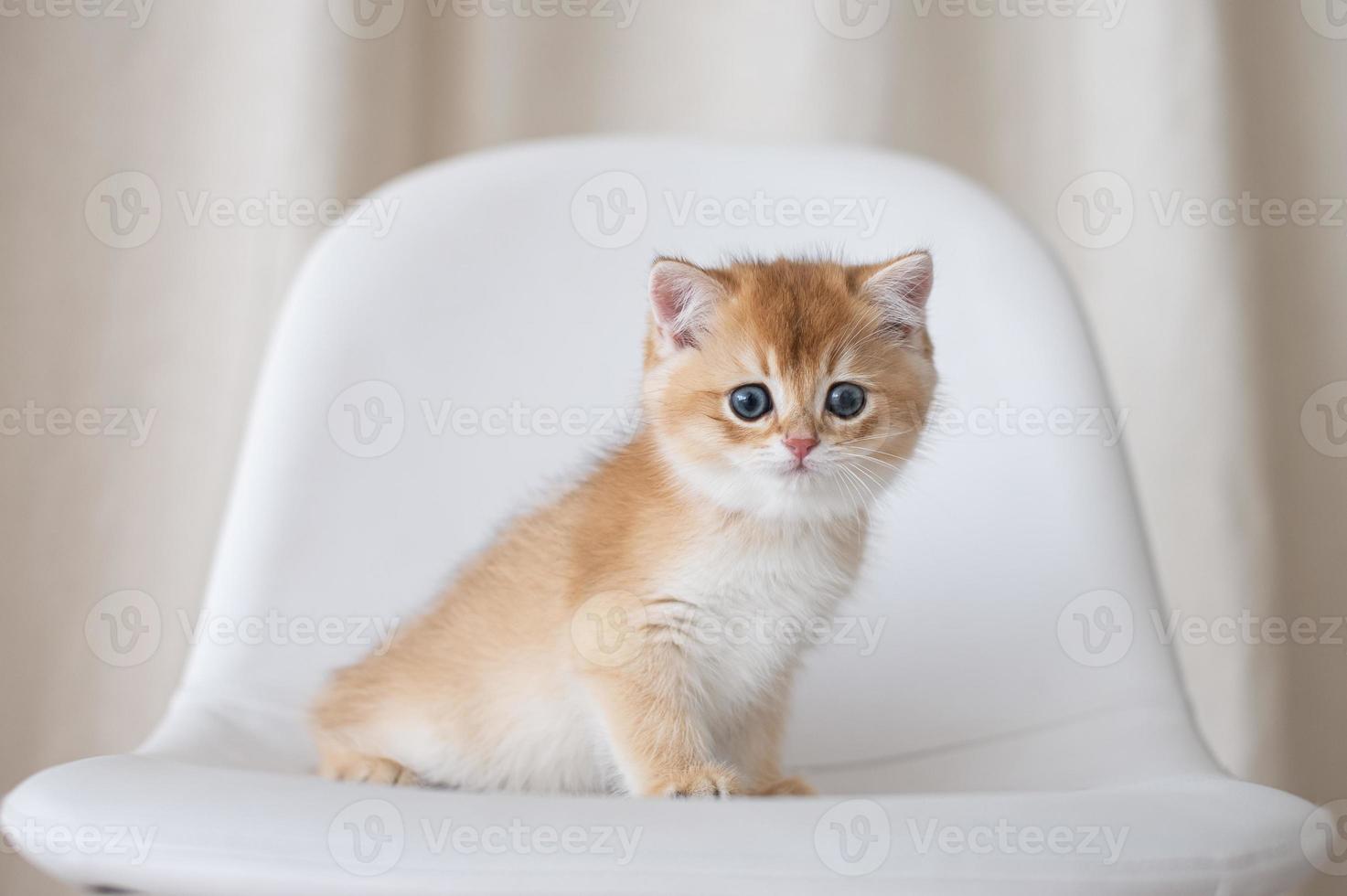 långhårig brittiskt kattungar foto
