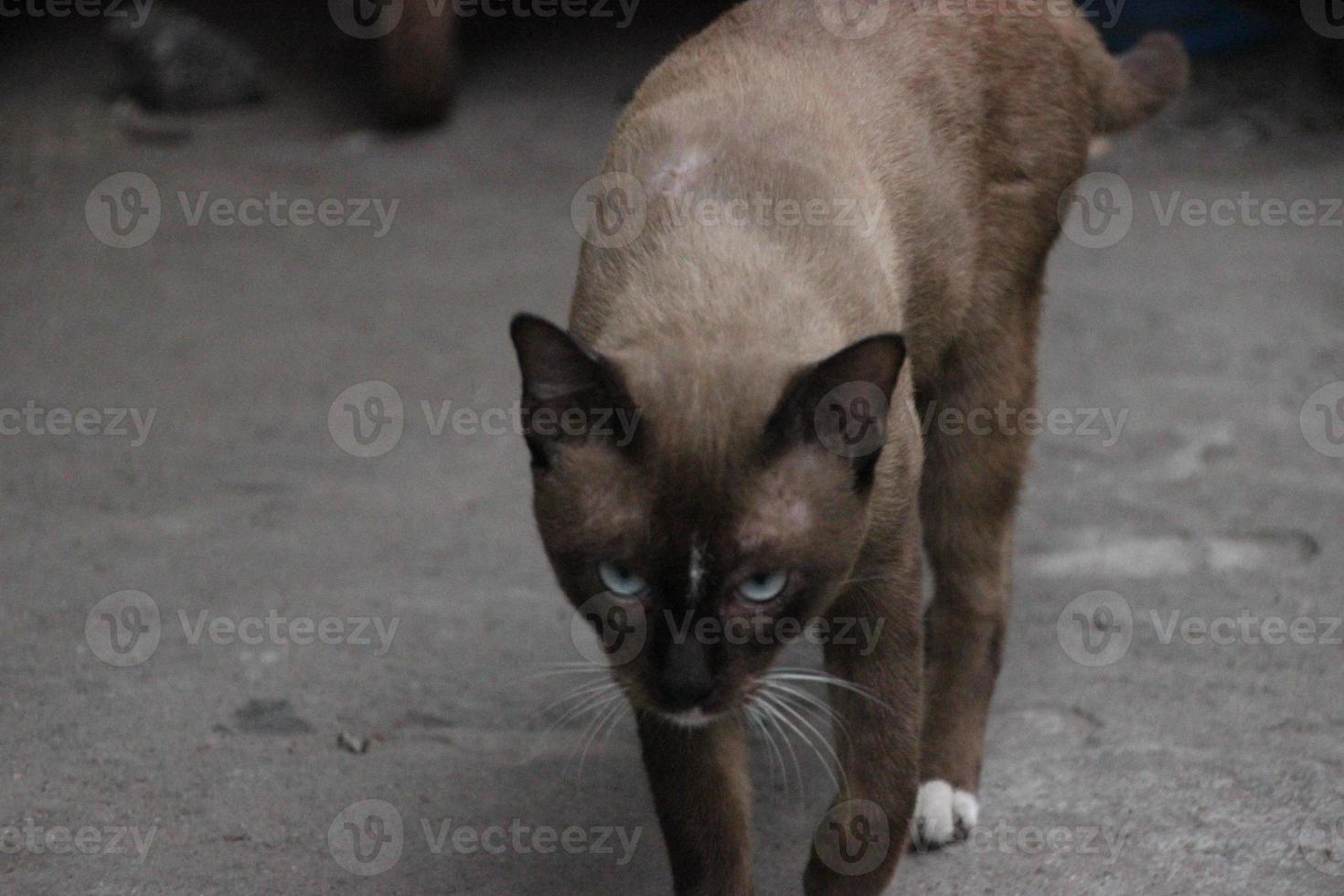 lögn ner se hetero mörk brun katt foto