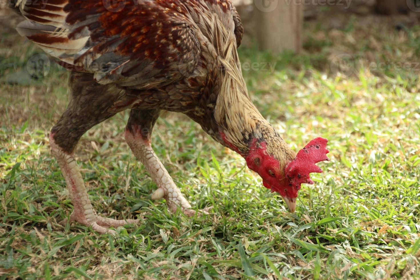 kycklingar kuk picka på de grön gräs och gående runt om i de morgon- foto
