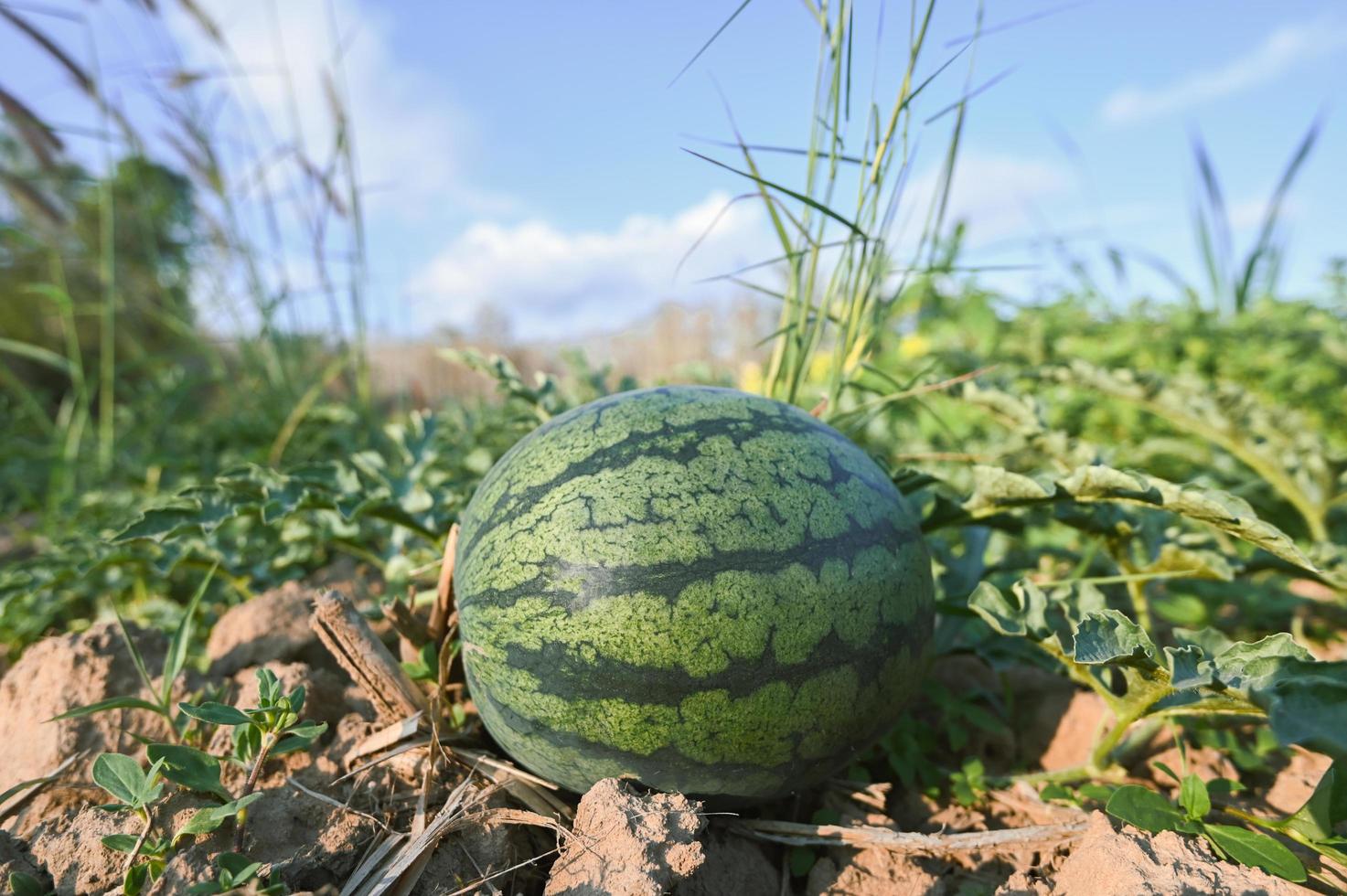 vattenmelon fält med vattenmelon frukt färsk vattenmelon på jord lantbruk trädgård vattenmelon bruka med blad träd växt, skörd vattenmeloner i de fält foto