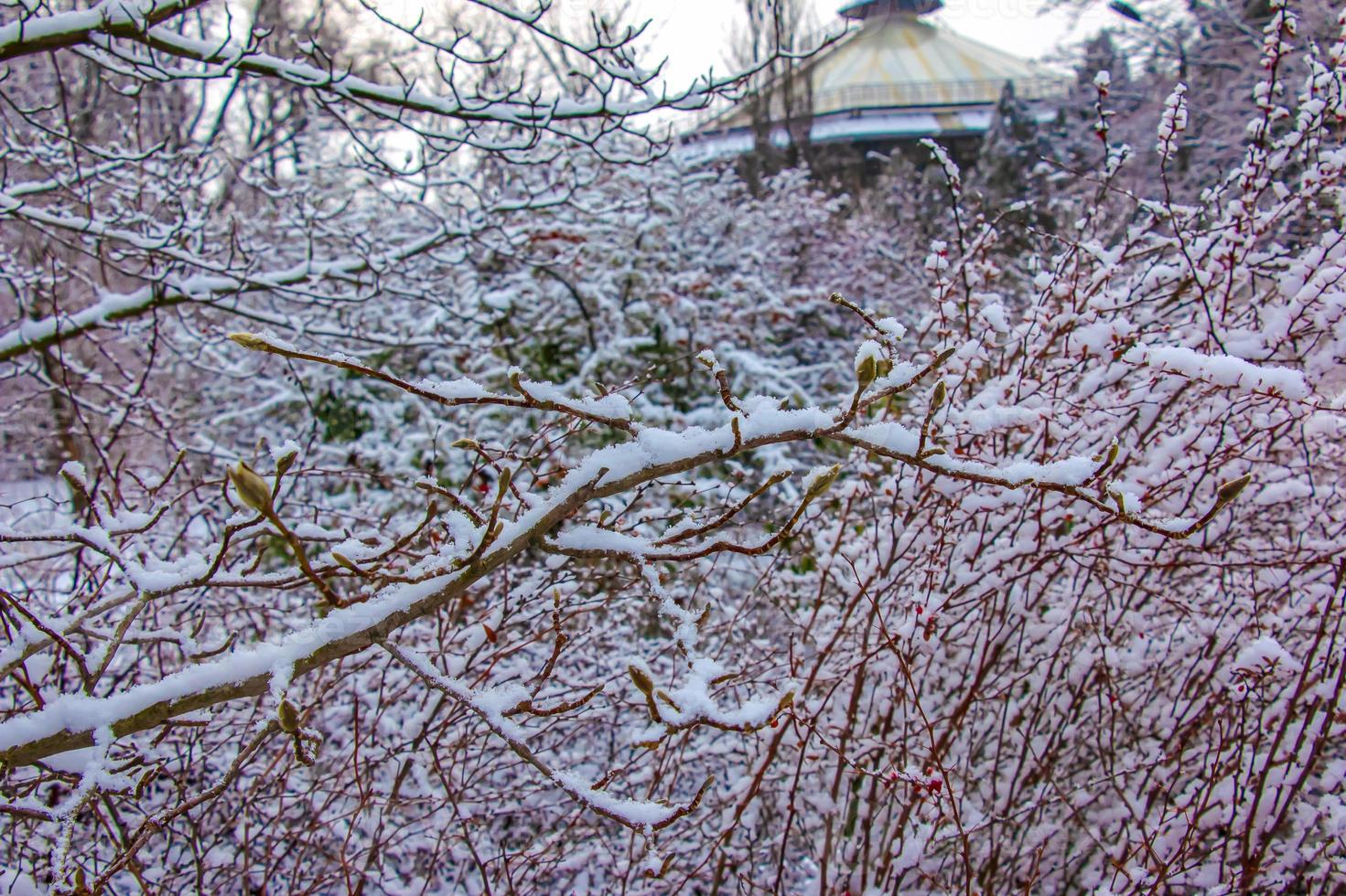 närbild av magnolia kobus kvistar med knoppar i vinter. de grenar är täckt med vit fluffig snö. foto