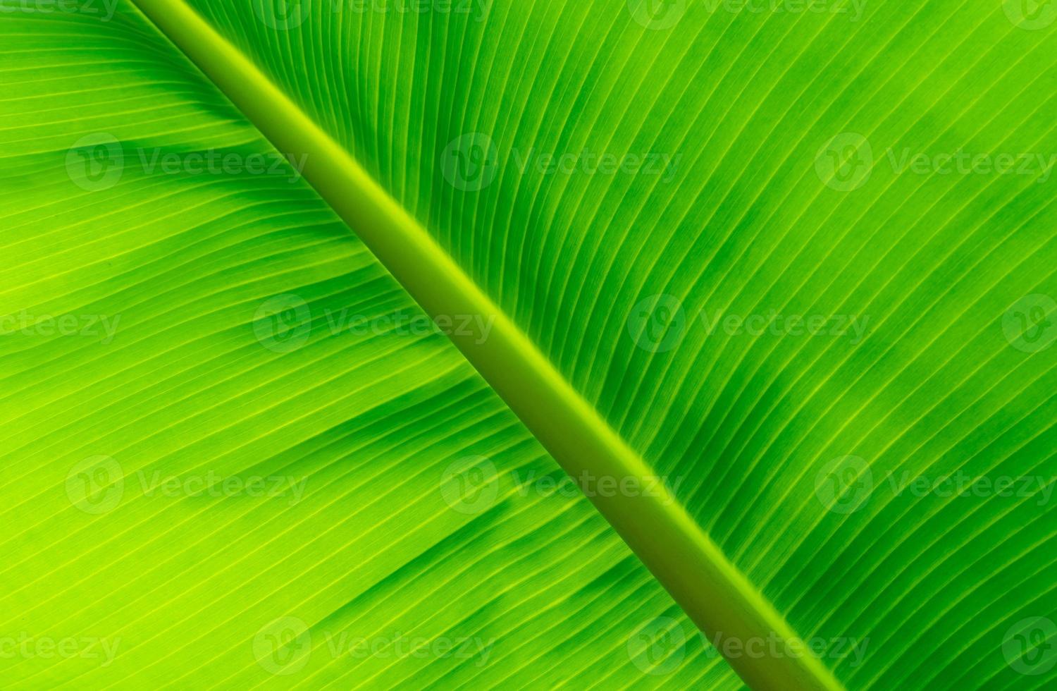 närbild ljus grön banan blad. grön blad av banan textur bakgrund. grön organisk banan blad mönster detalj för spa eller organisk Produkter tapet. natur av tropisk växt. tropisk växt. foto