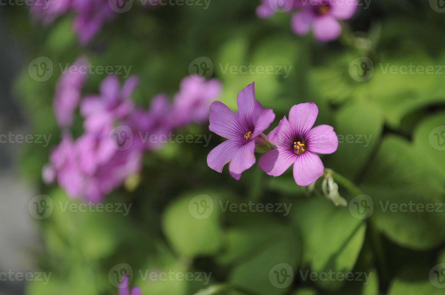 blommor av fyra löv klöver foto