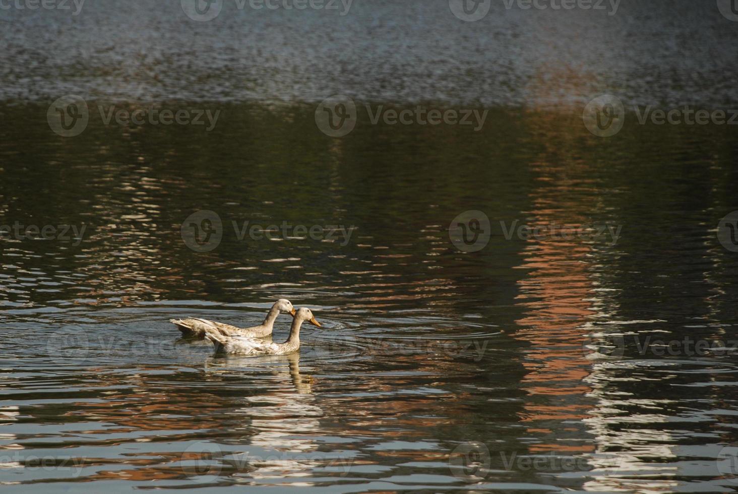 två ankor simning i synkronisera foto