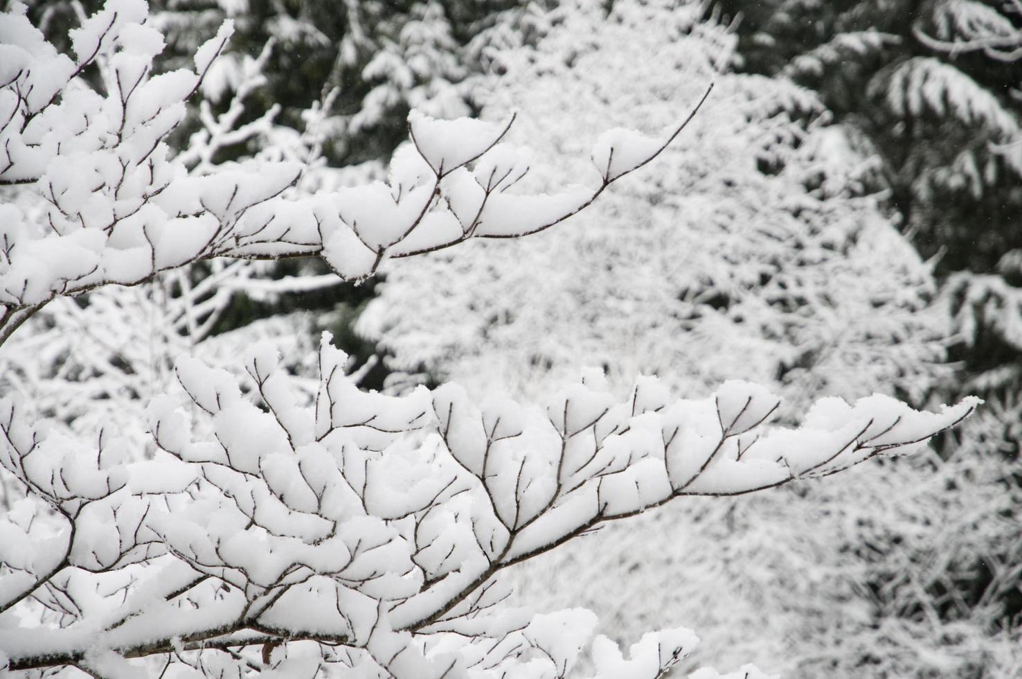 snö beläggning träd grenar och skapande intressant mönster foto