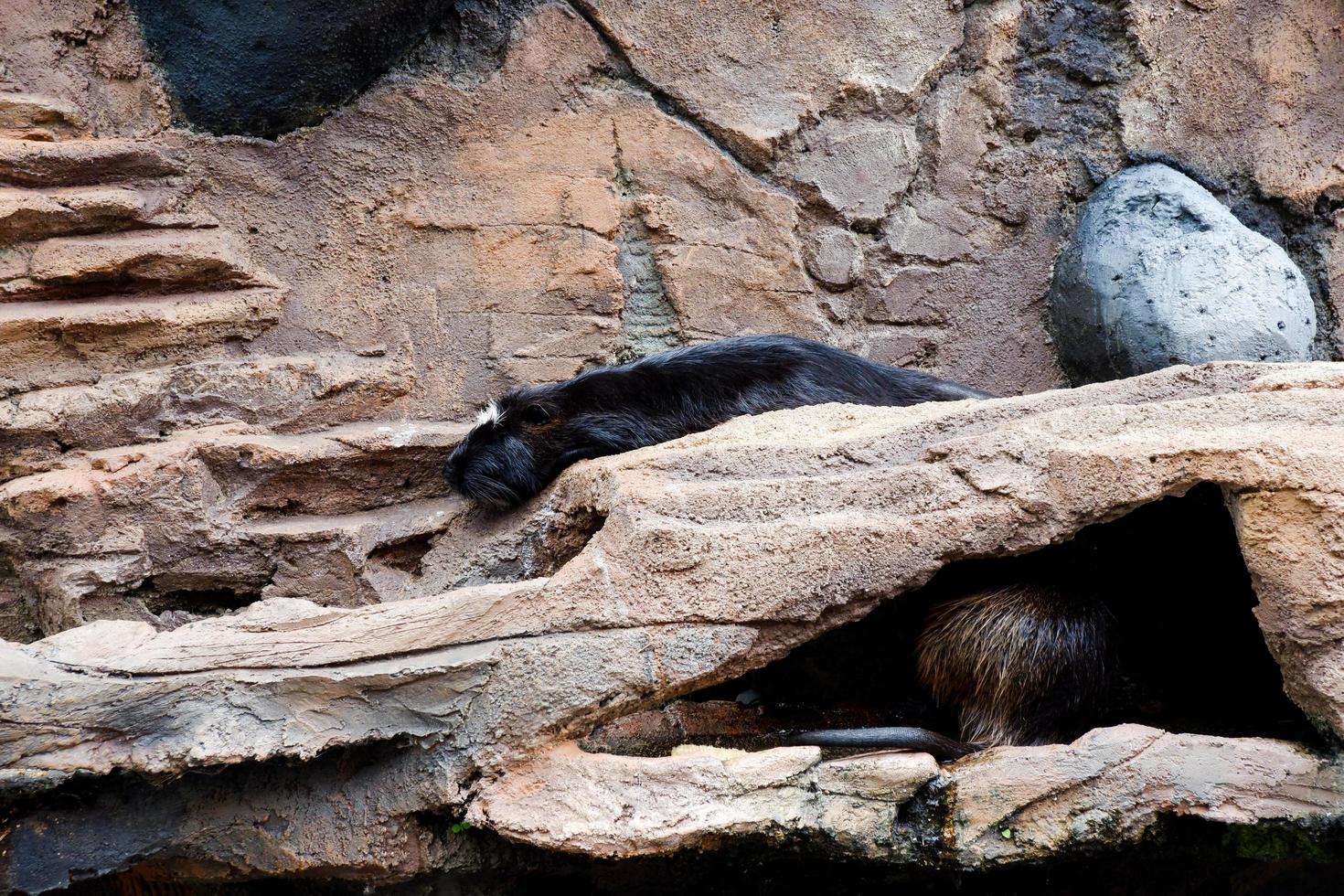 selektiv fokus av sovande nutria i dess bur. foto