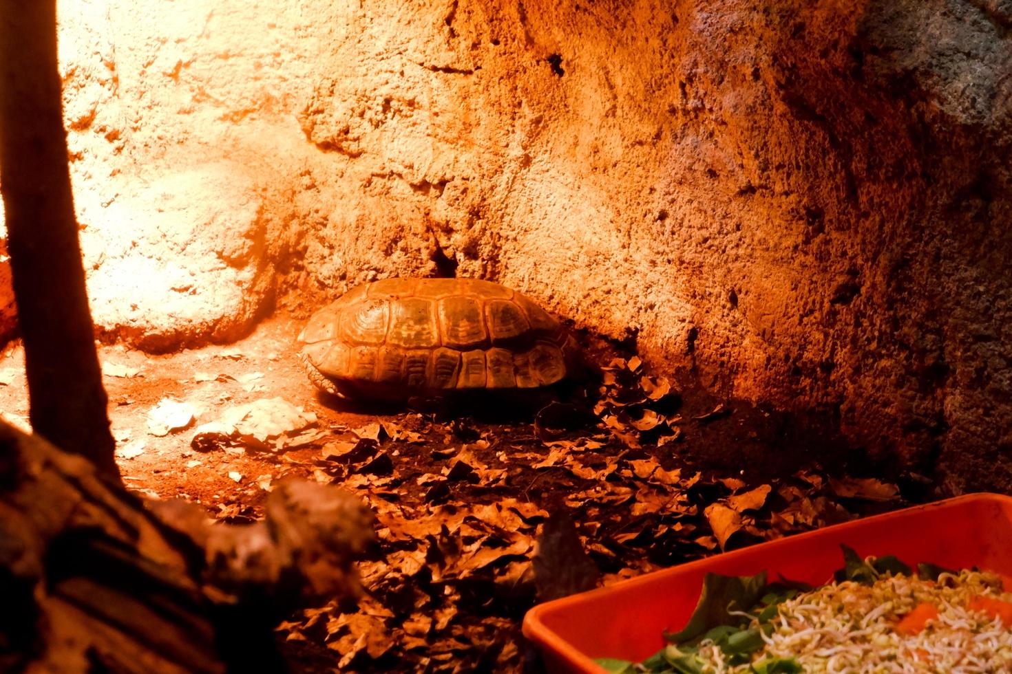 selektiv fokus av kinixys belliana sköldpadda uppflugen i en mörk bur upplyst med lampor. foto