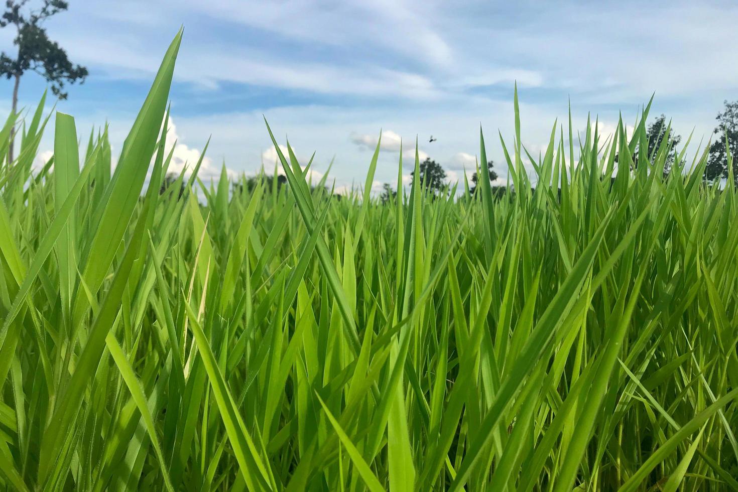 grönt gräs i ett fält foto