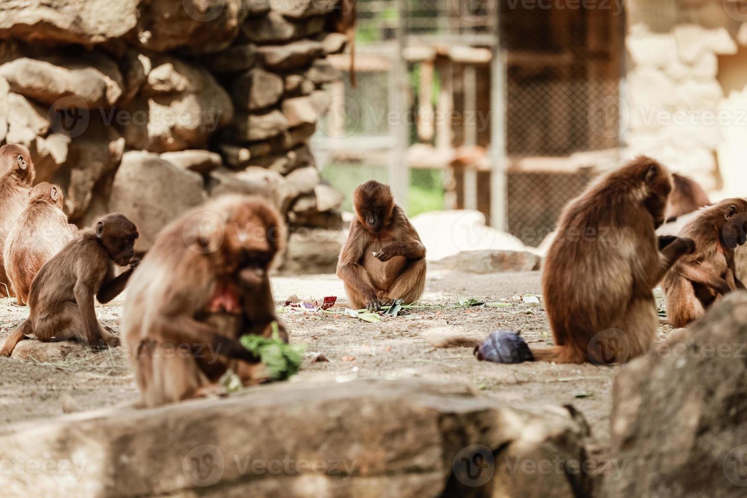 grupp av apor sitta på en sten och äter grönsaker i deras naturlig livsmiljö. djur- vilda djur och växter foto