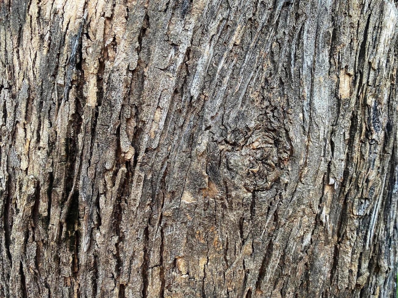 gammal trä textur spricka, gråvit tona. använda sig av detta för tapet eller bakgrund foto